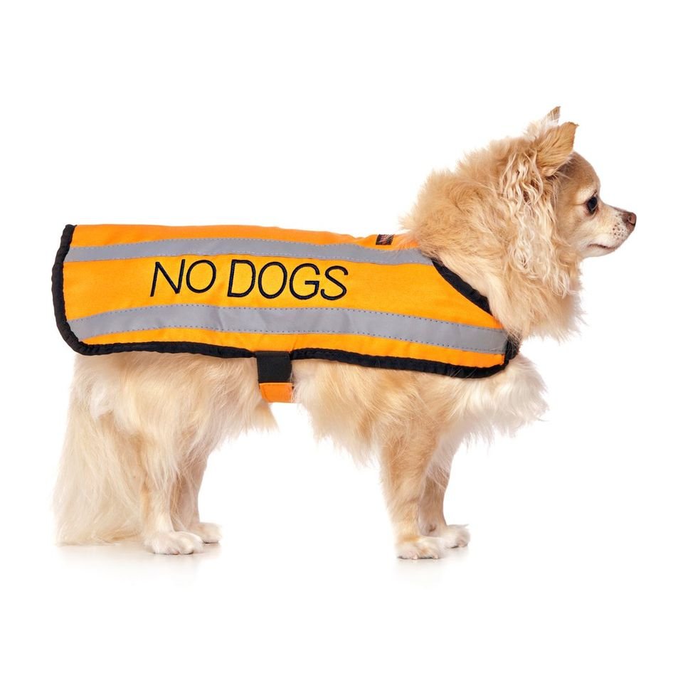 No Dogs Coat.jpeg