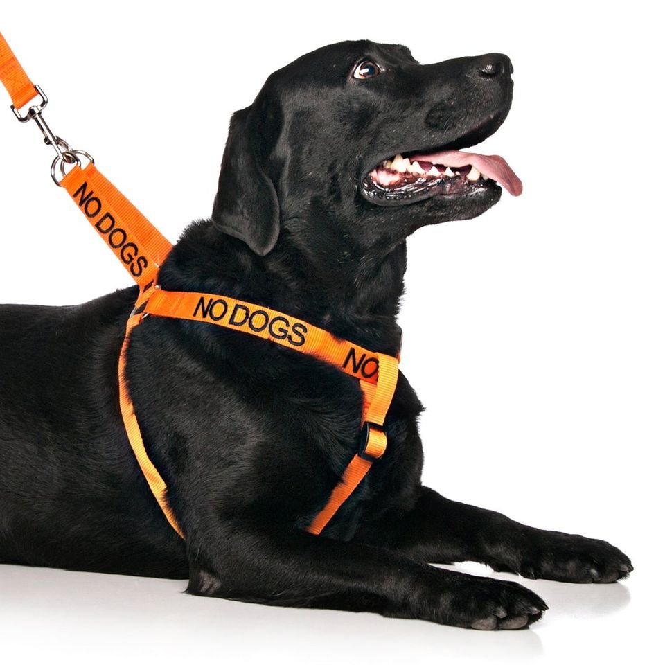 No dogs - strap.jpeg
