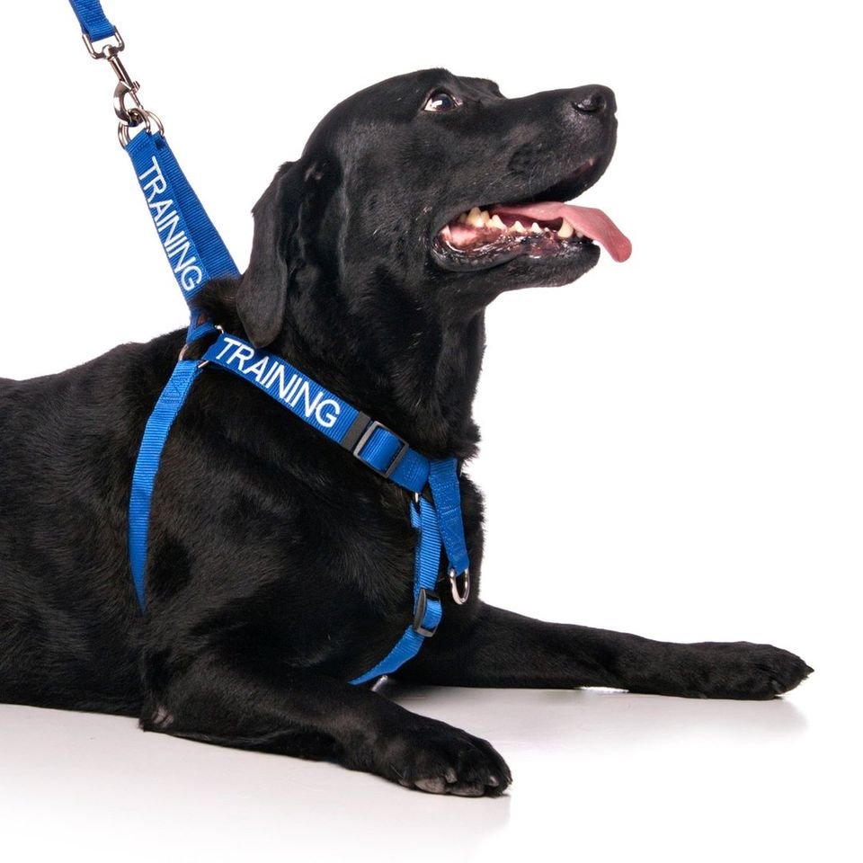 Training - strap.jpeg