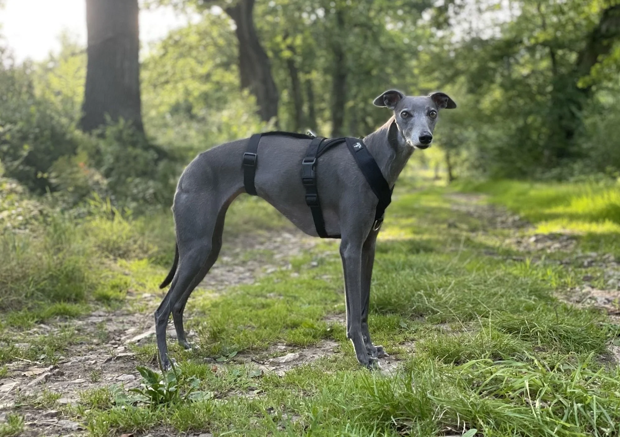 The Benefits of Martingale Collars and 3 Point Harnesses for