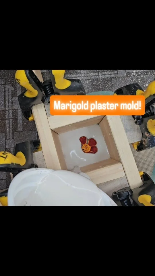 I'm creating sprig molds for my pottery! This way, I can easily create multiples in a fraction of the time. More later!
.
I picked this marigold from my garden! Not all flowers can be cast, but a good flat one can work.
.
.
#plastermolds #ceramics