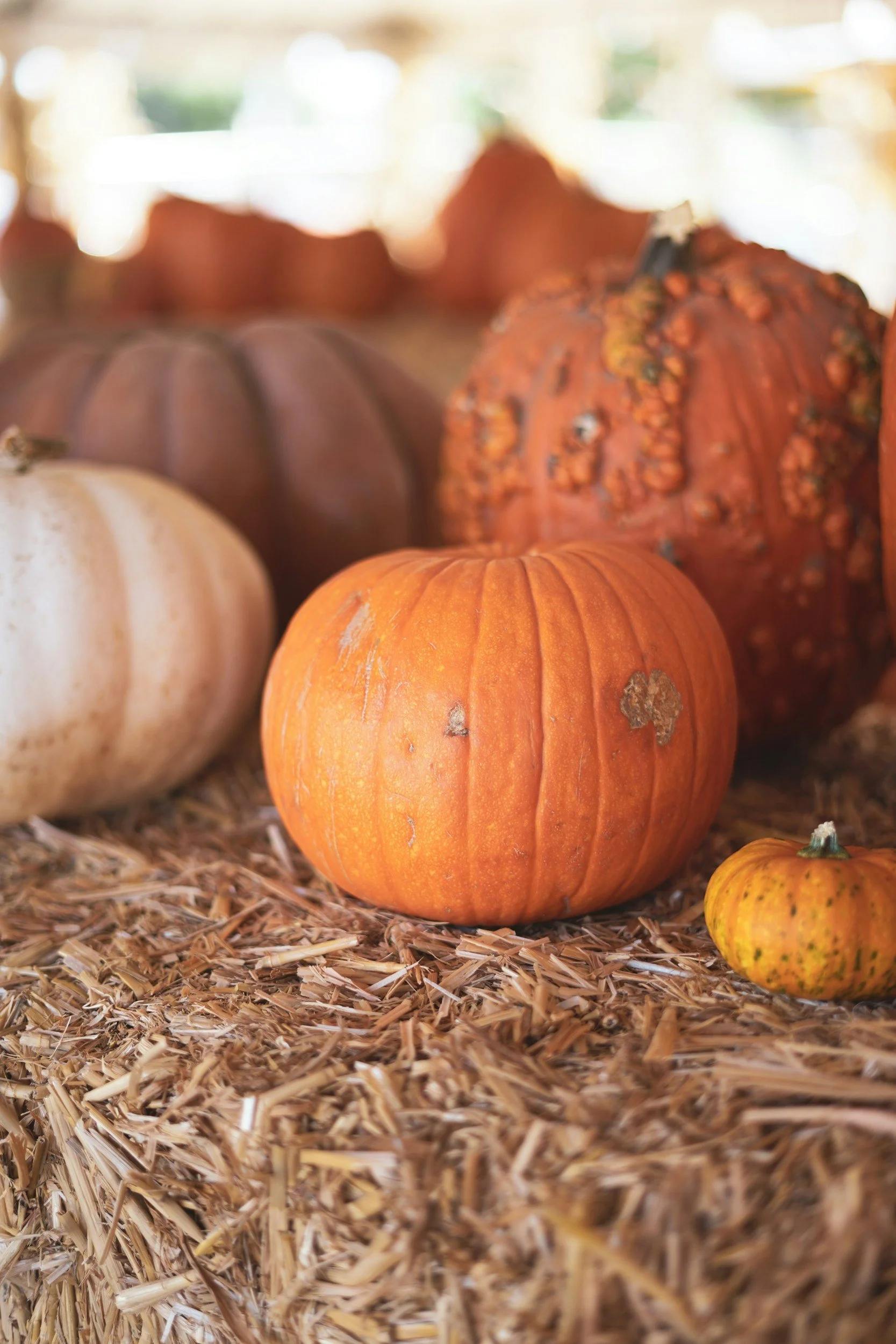 Fall Carnival/Alumni Celebration