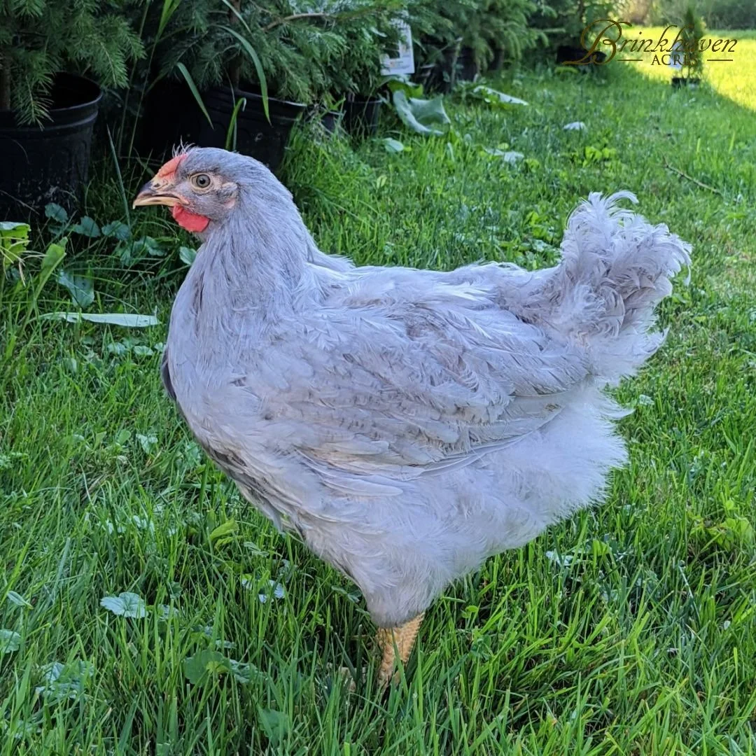Lavender Wyandotte - Production: 260 Large Brown Eggs/Year Temperament: Docile, Calm, Friendly Mature Weight: 5-6 lbs. Hardiness: Cold and Heat Hardy $14.00 per chick