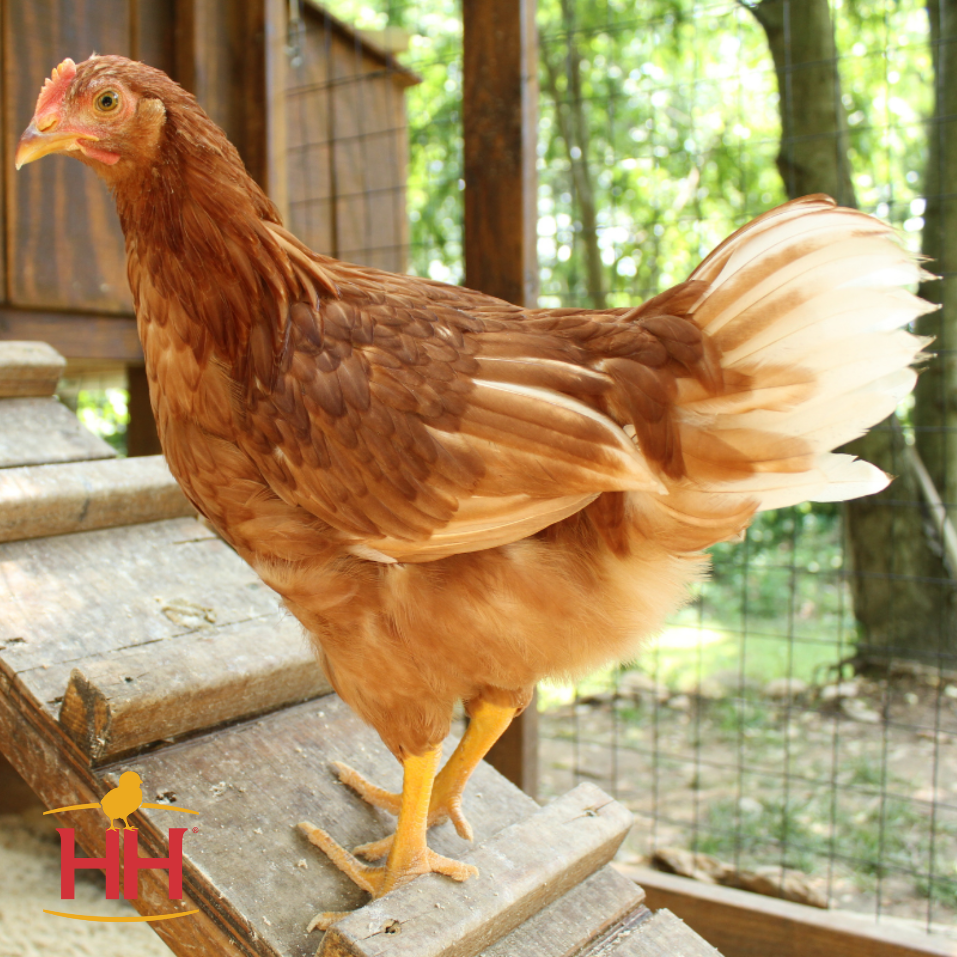 Starlight Green Egger - Production: 280 Large Green Eggs/Year Temperament: Active, Easy Going Mature Weight: 5-6 lbs. Hardiness: Cold and Heat Hardy $8.00 per chick
