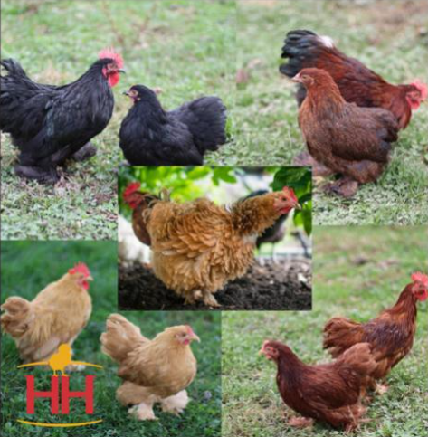 Bantam Cochin Variety (Straight Run Only)- Production: 120 - 150 Small Tinted Eggs/Year Temperament: Docile, Gentle, Quite Mature Weight: 1-3 lbs. Hardiness: Cold and Heat Hardy $6.70 per chick