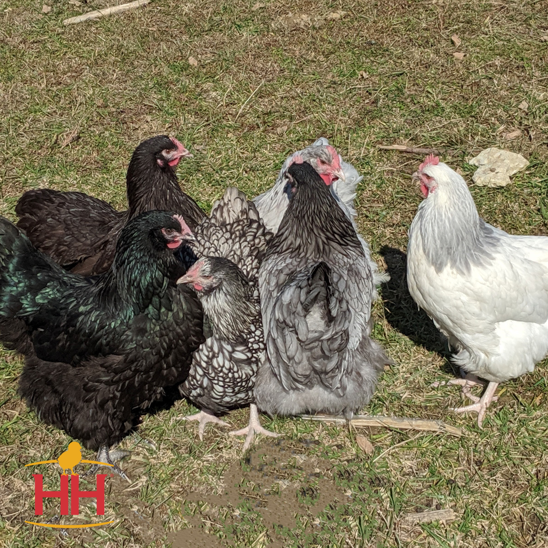 English Orpington Variety (Straight Run Only) - Production: 200 Medium Brown Eggs/Year Temperament: Docile, Calm, Gentle, Friendly Mature Weight: 8-9 lbs. Hardiness: Cold and Heat Hardy $9.50 per chick (color not guaranteed)