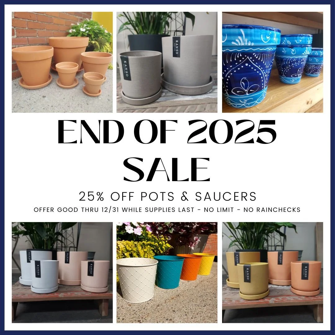 December 2025_Pots and Saucers.jpg