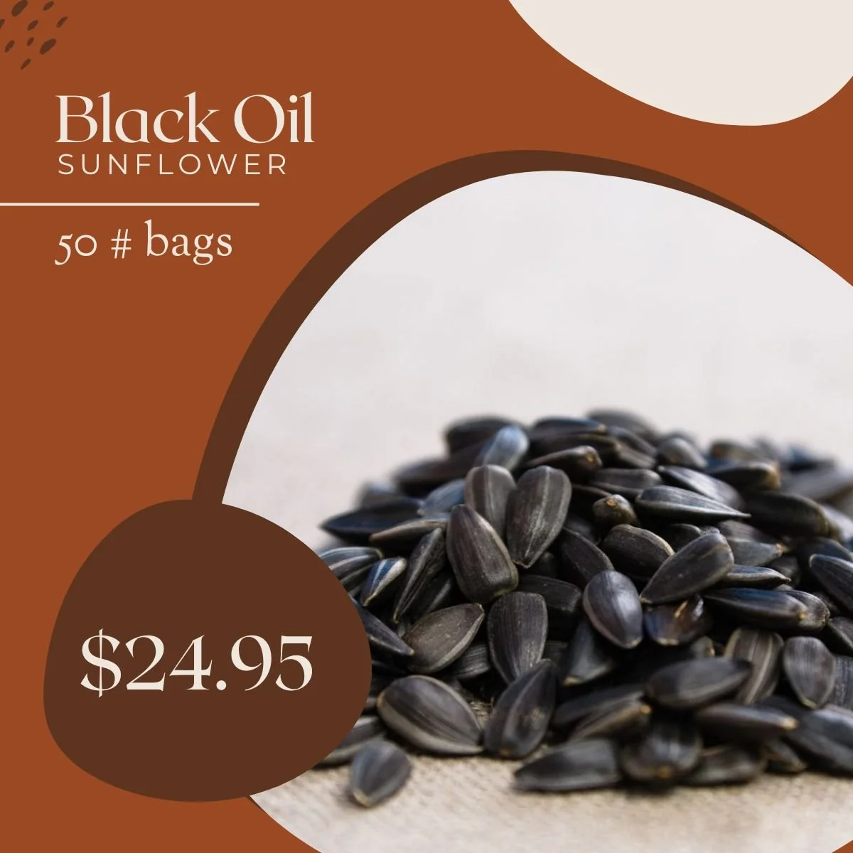 Feb_Black Oil Sunflower.jpg