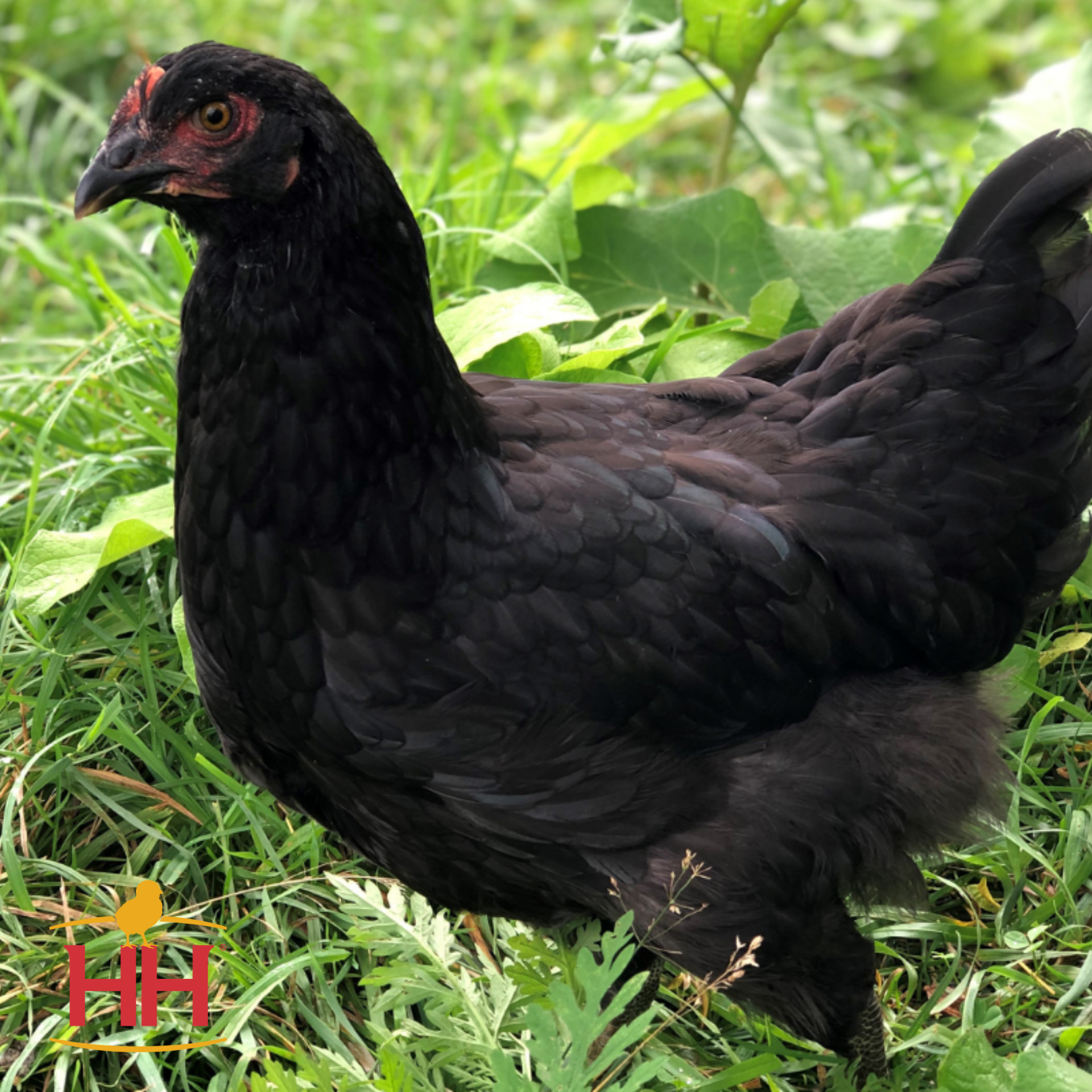 Midnight Majesty Maran - Production: 250 Large Dark Brown Eggs/Year    Temperament: Calm, Friendly    Weight: 7-8 lbs.    Hardiness: Cold and Heat Hardy   $8.00 per chick