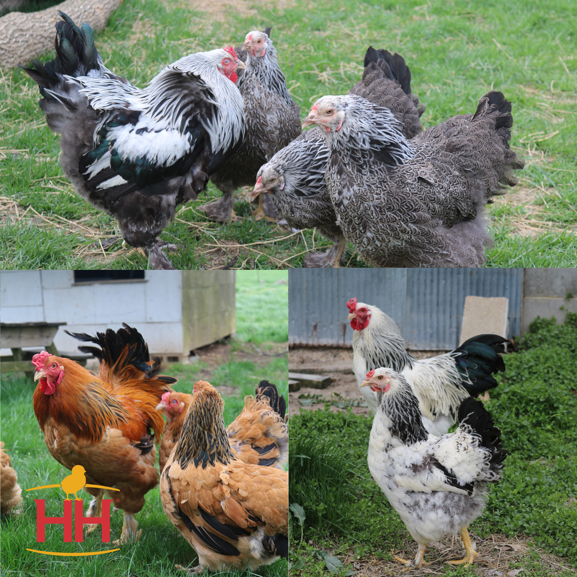SOLD OUT Brahmas (Assorted Colors)- Production: 200 Medium Brown Eggs/Year    Temperament: Calm, Friendly, Docile    Weight: 5-8 lbs.    Hardiness: Cold and Heat Hardy   $6.80 per chick (color is not guaranteed)