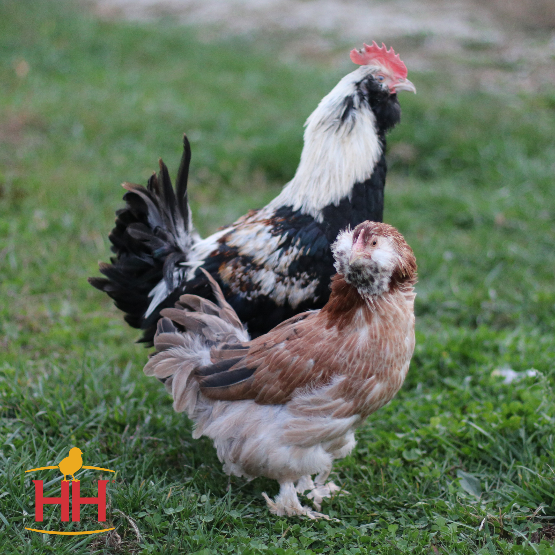 Salmon Faverolles - Production: 180 Medium Light Brown Eggs/Year Temperament: Docile, Friendly, Calm, Quiet Mature Weight: 4-5 lbs. Hardiness: Cold Hardy But Not Heat Hardy $8.00 per chick