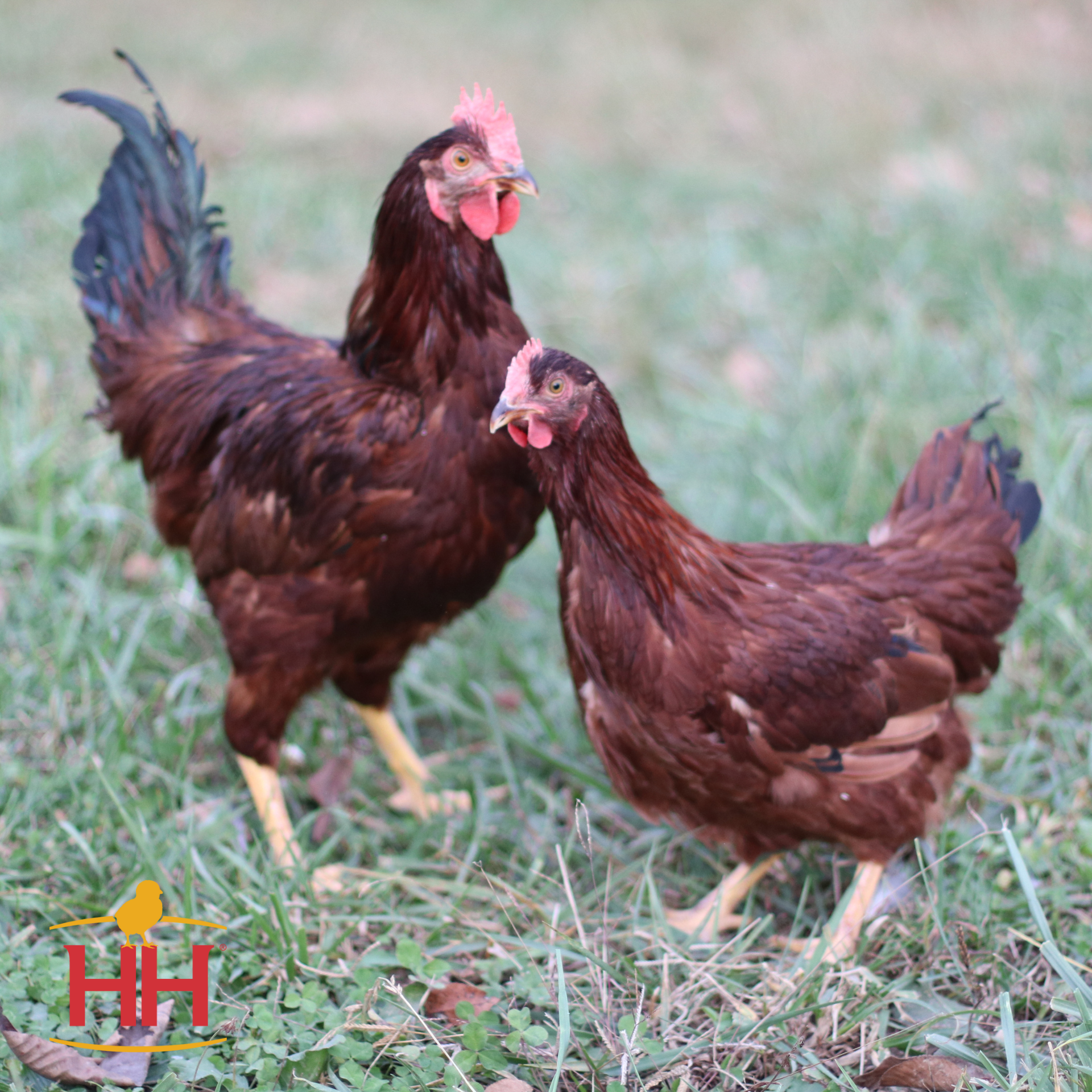 Rhode Island Red - Production: 265 Large Brown Eggs/Year Temperament: Exuberant, Curious, Friendly Mature Weight: 6-7 lbs. Hardiness: Cold and Heat Hardy $6.65 per chick