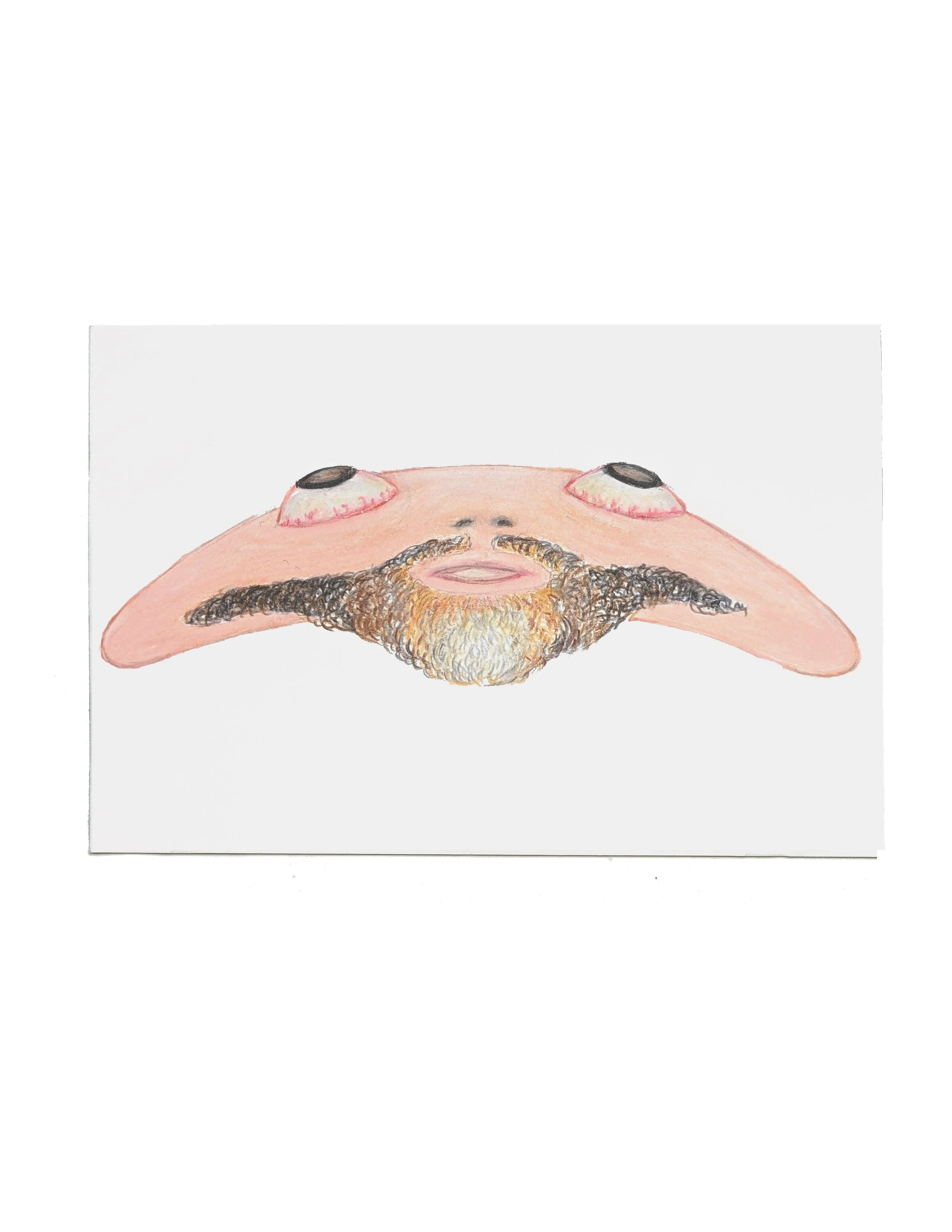 FloppyFace with Goatee, 2023, 4x6, color pencil and graphite on paper, Visual Aids Donation