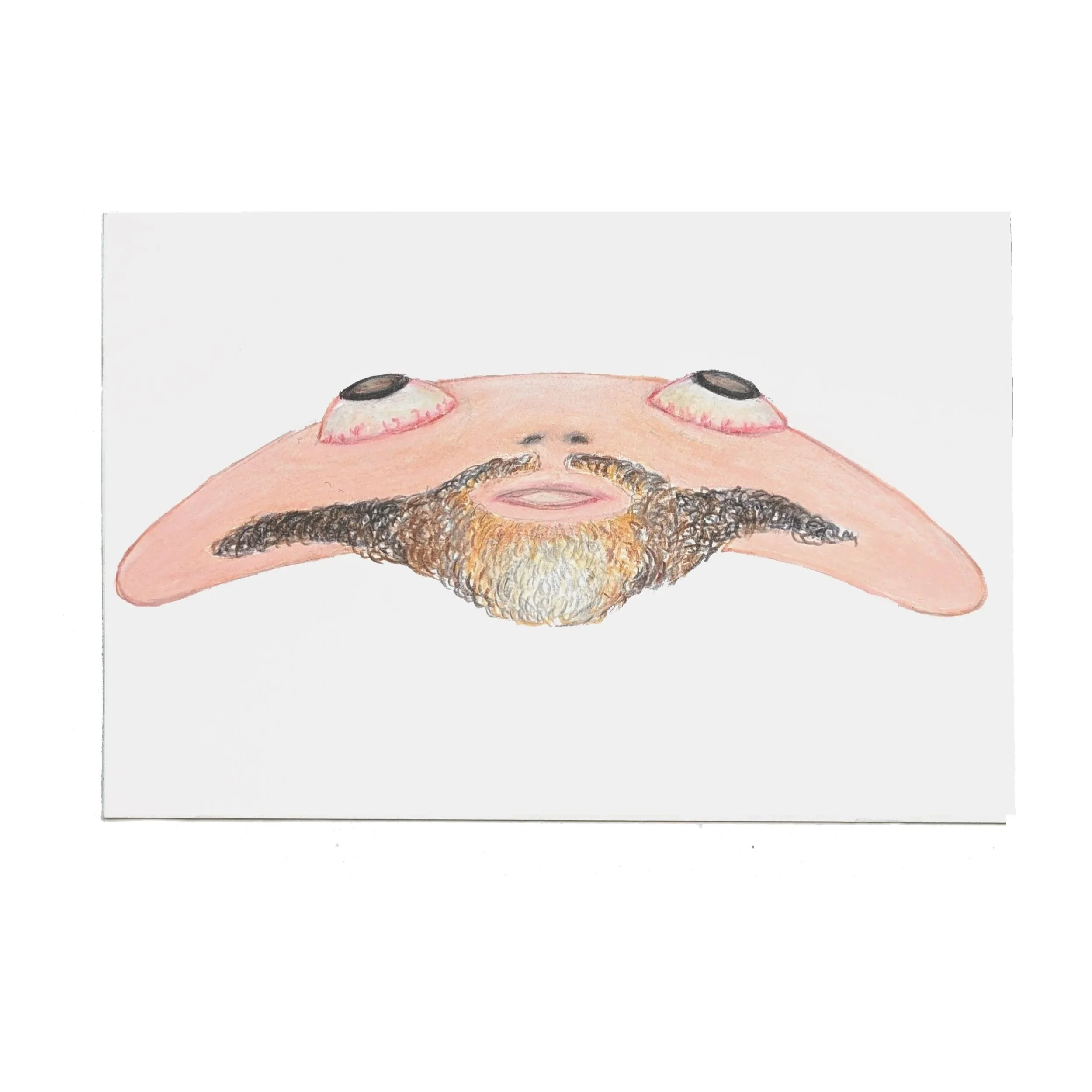 FloppyFace with Goatee, 2023, 4x6, color pencil and graphite on paper, Visual Aids Donation