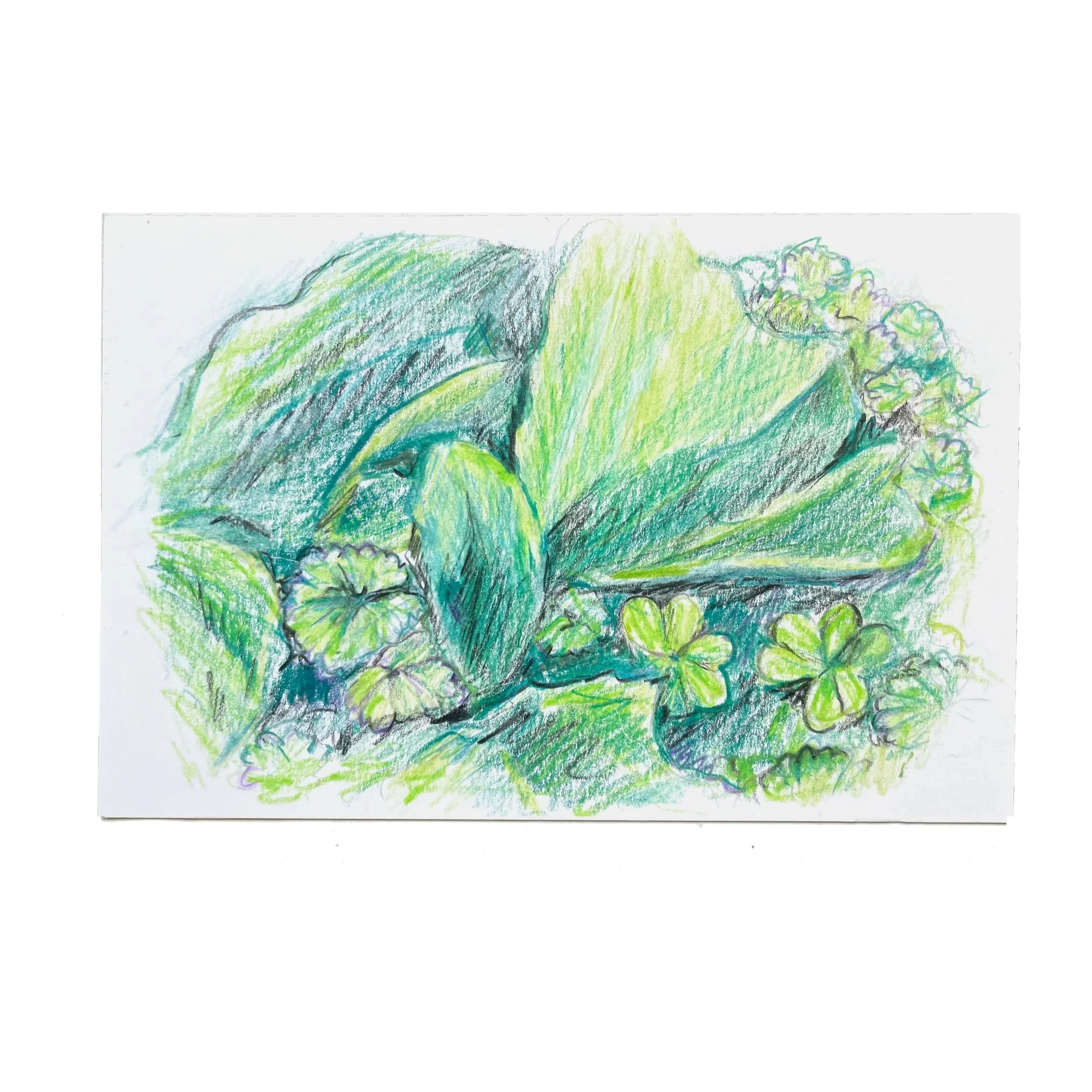 Weeds,2024, 4x6, Graphite and Color pencil on paper, donation to Visual Aids (destroyed)