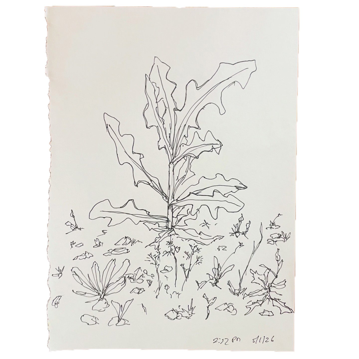 May 1 2026,  11 x 8 