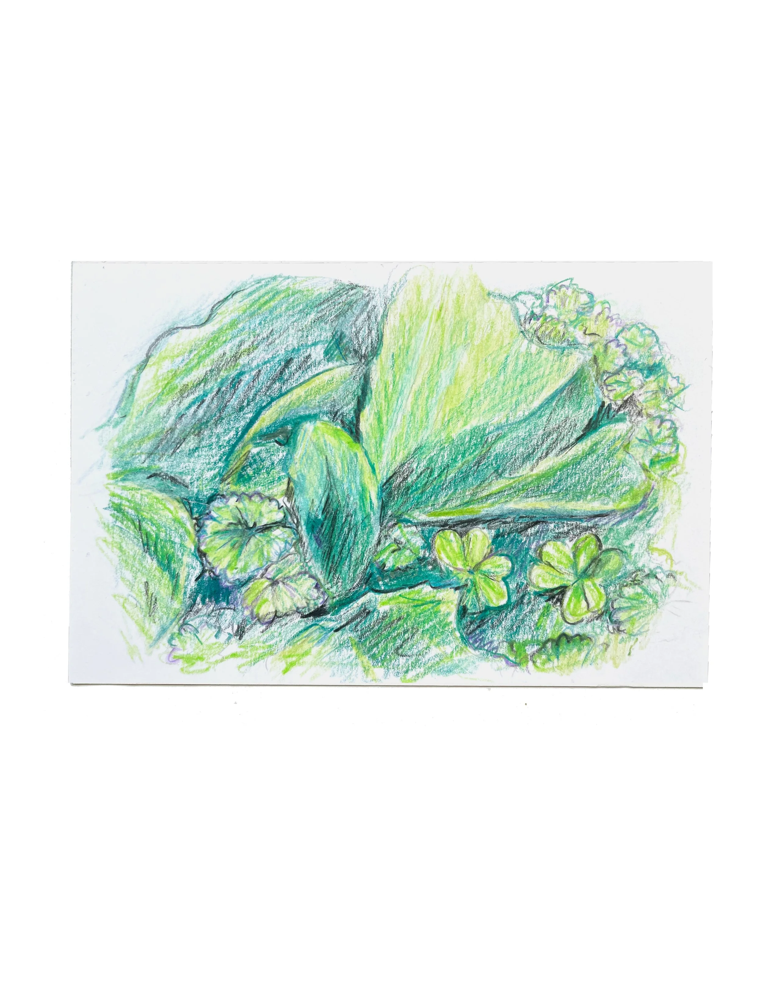 Weeds,2024, 4x6, Graphite and Color pencil on paper, donation to Visual Aids (destroyed)