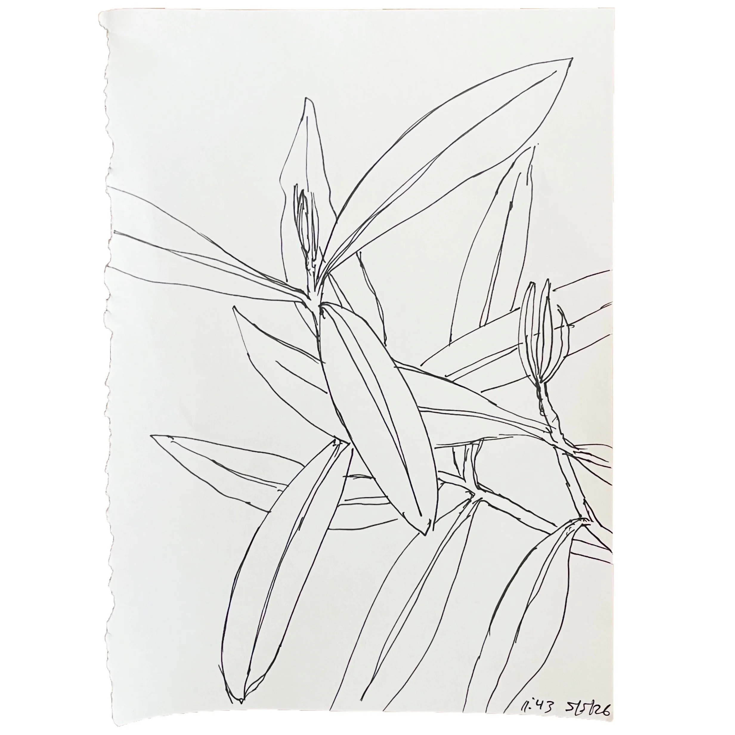 May 5 2026,  11 x 8 