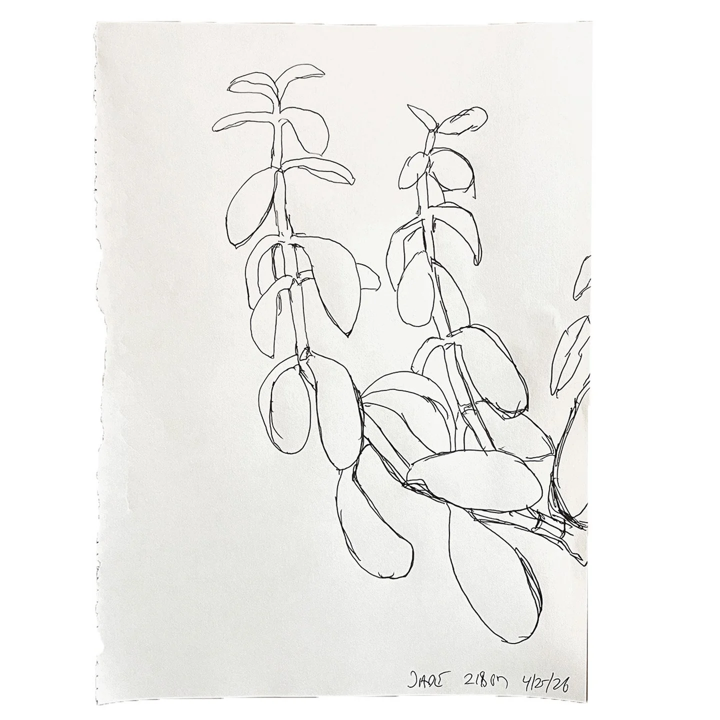 April 25 2026,  11 x 8 