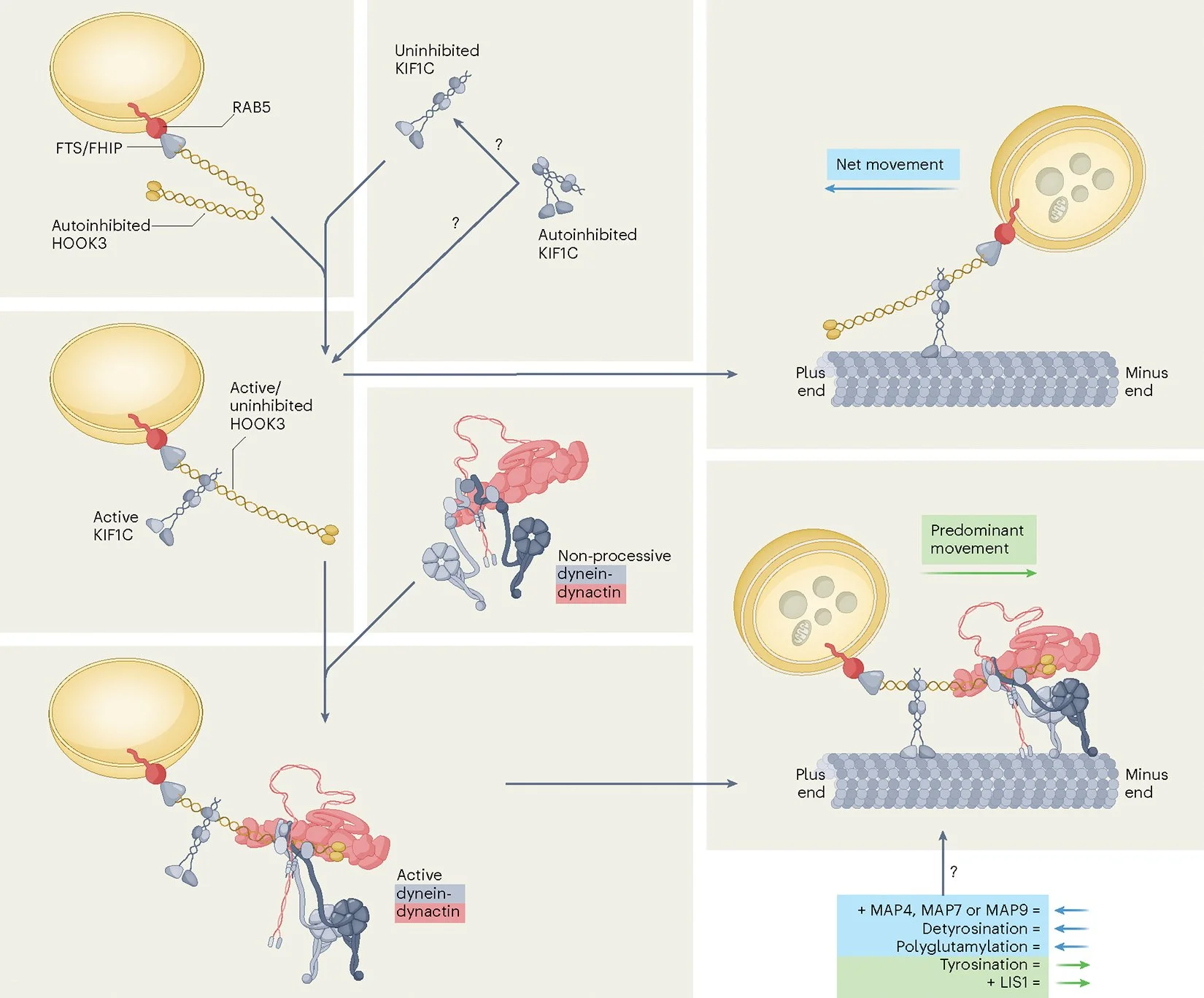 Opposite directed motor proteins cooperate, rather than compete, to move cargo in cells
