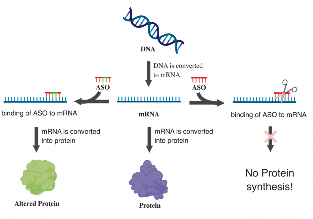 PACS1 syndrome mutation disrupts dynein-mediated cargo transport