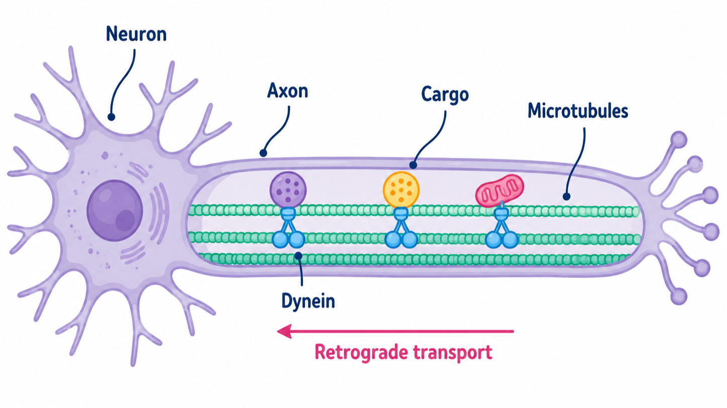 A purple cartoon neuron with its axon in cross section shows dynein moving along the microtubule carrying a variety of cargo.  Underneath the axon, there is a red arrow pointing towards the soma of the cell labeled "retrograde transport"