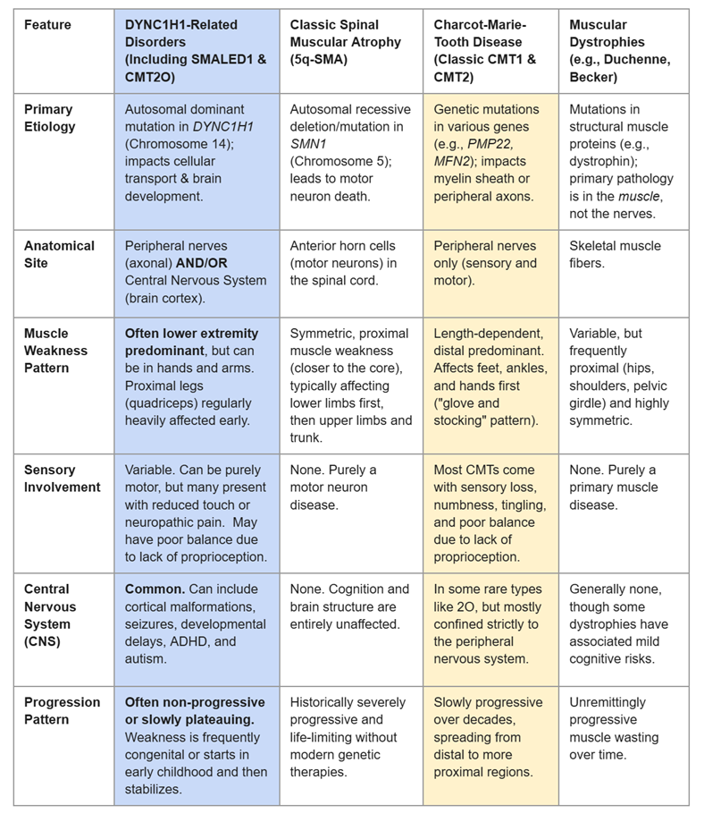 Table comparing DRD. SMA, CMT, and MD.  For a non-image version, email lisa.costen@gmail.com