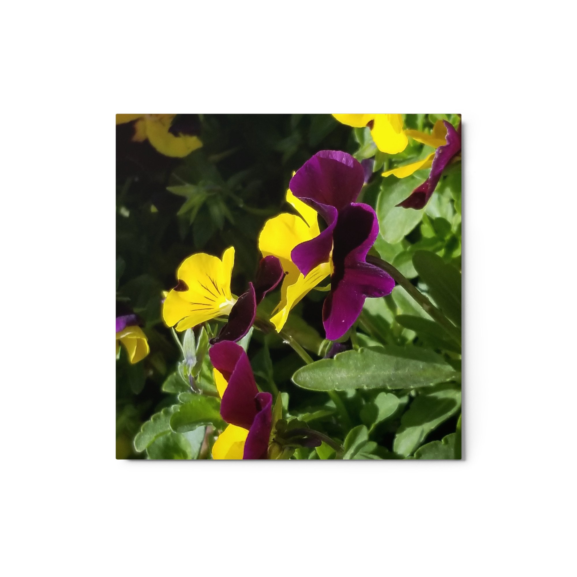 glossy-metal-print-(in)-white-12x12-front-65401ba2d2c44.jpg