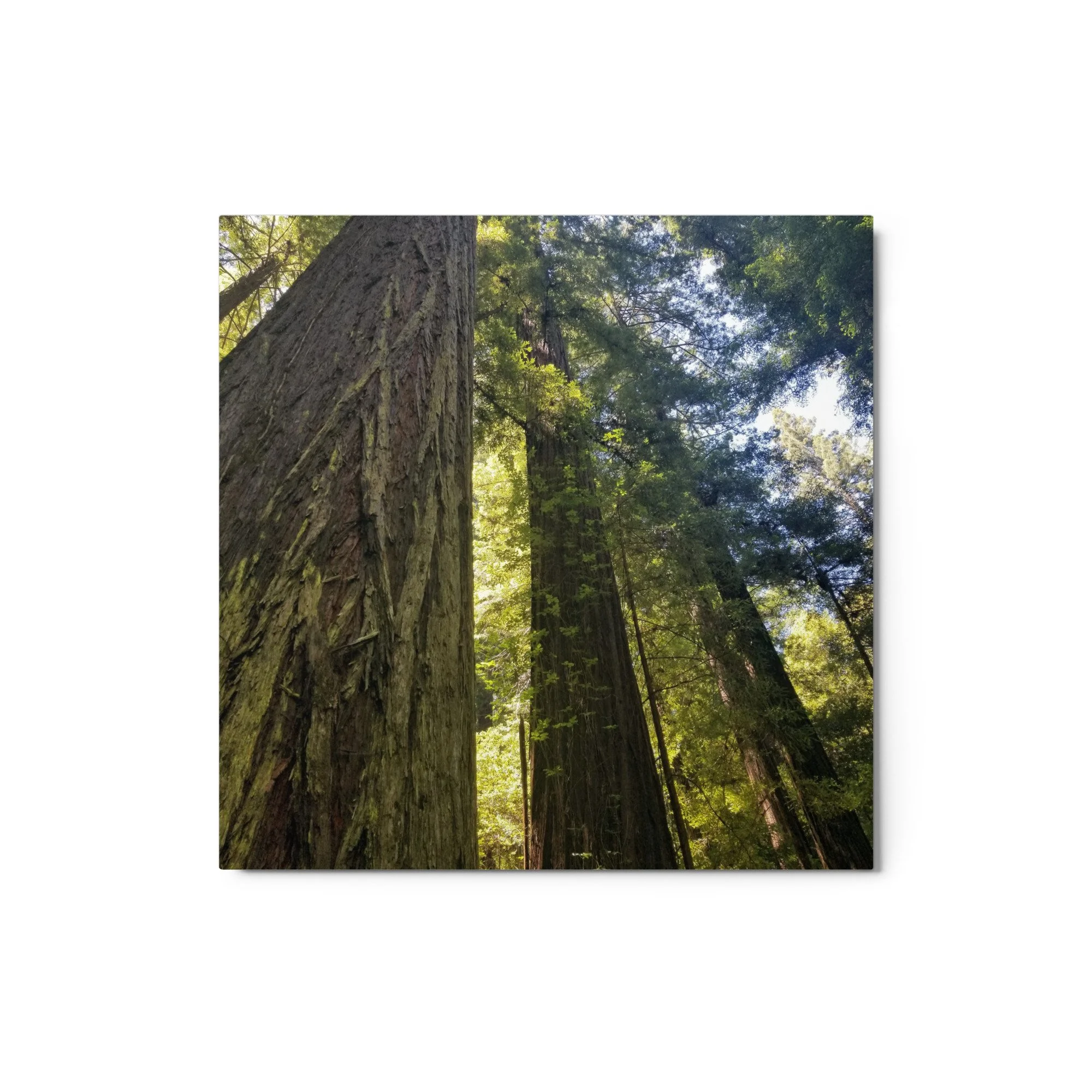 glossy-metal-print-(in)-white-12x12-front-6549686779c7d.jpg