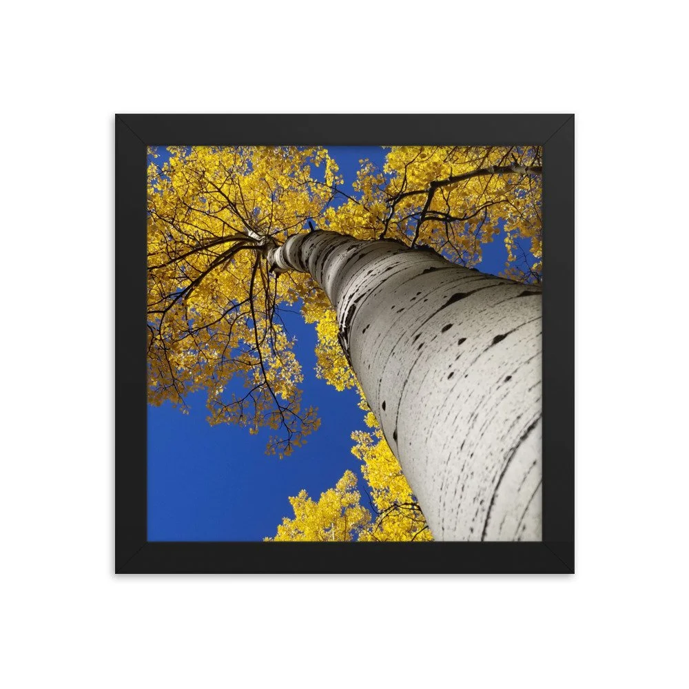 enhanced-matte-paper-framed-poster-(in)-black-10x10-transparent-654d669fe2b5f.jpg