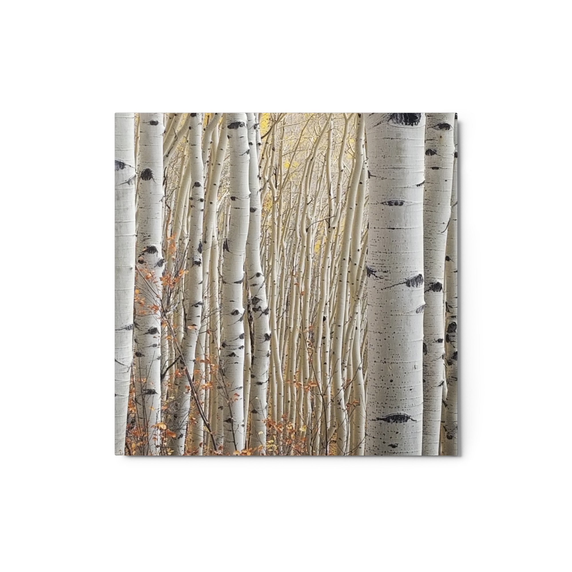 glossy-metal-print-(in)-white-12x12-front-6563e4f63d78c.jpg