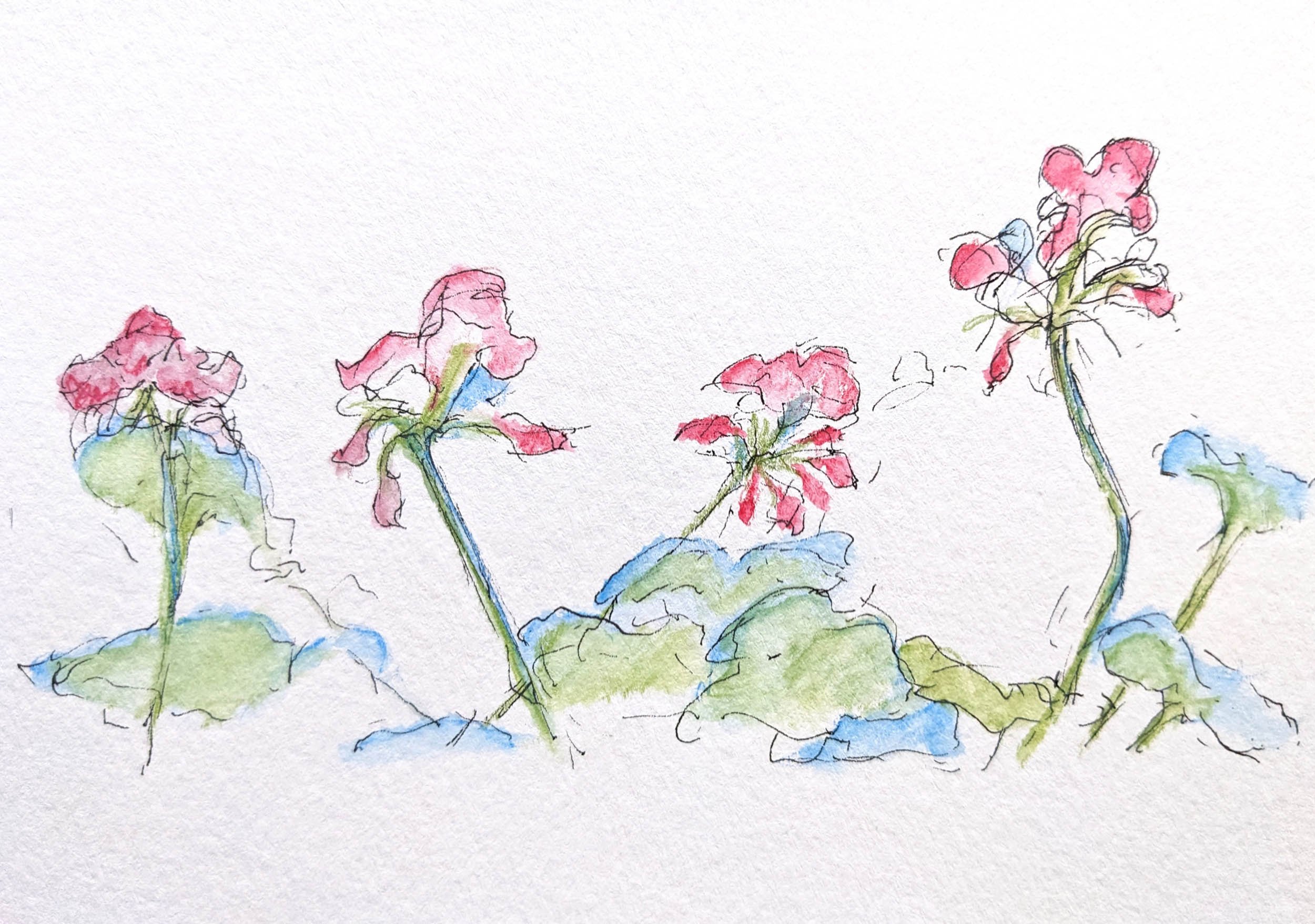 Geraniums  5" x 7"  Ink and watercolor
