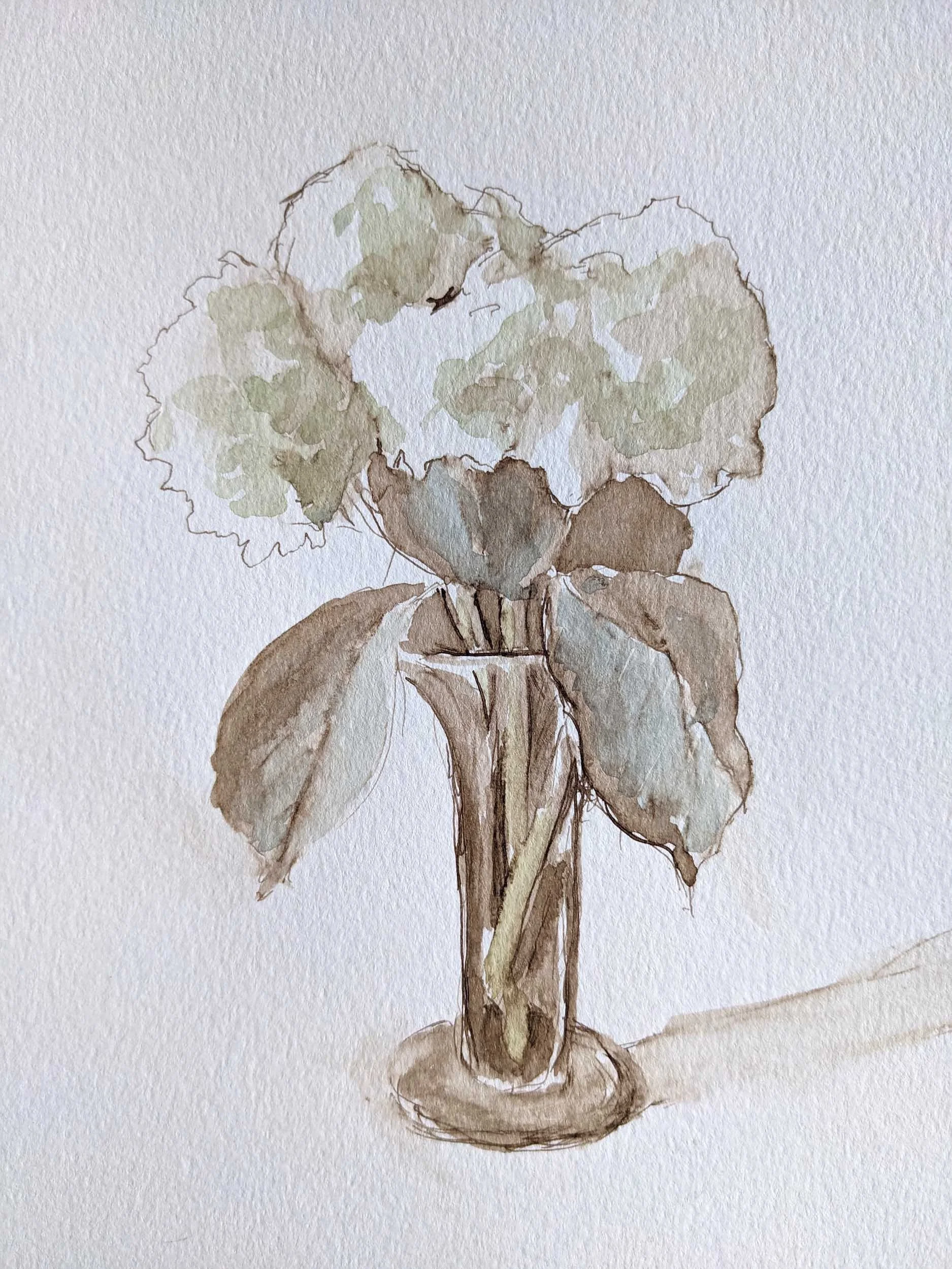 Hydrangeas  8" x 10"  Walnut ink and watercolor