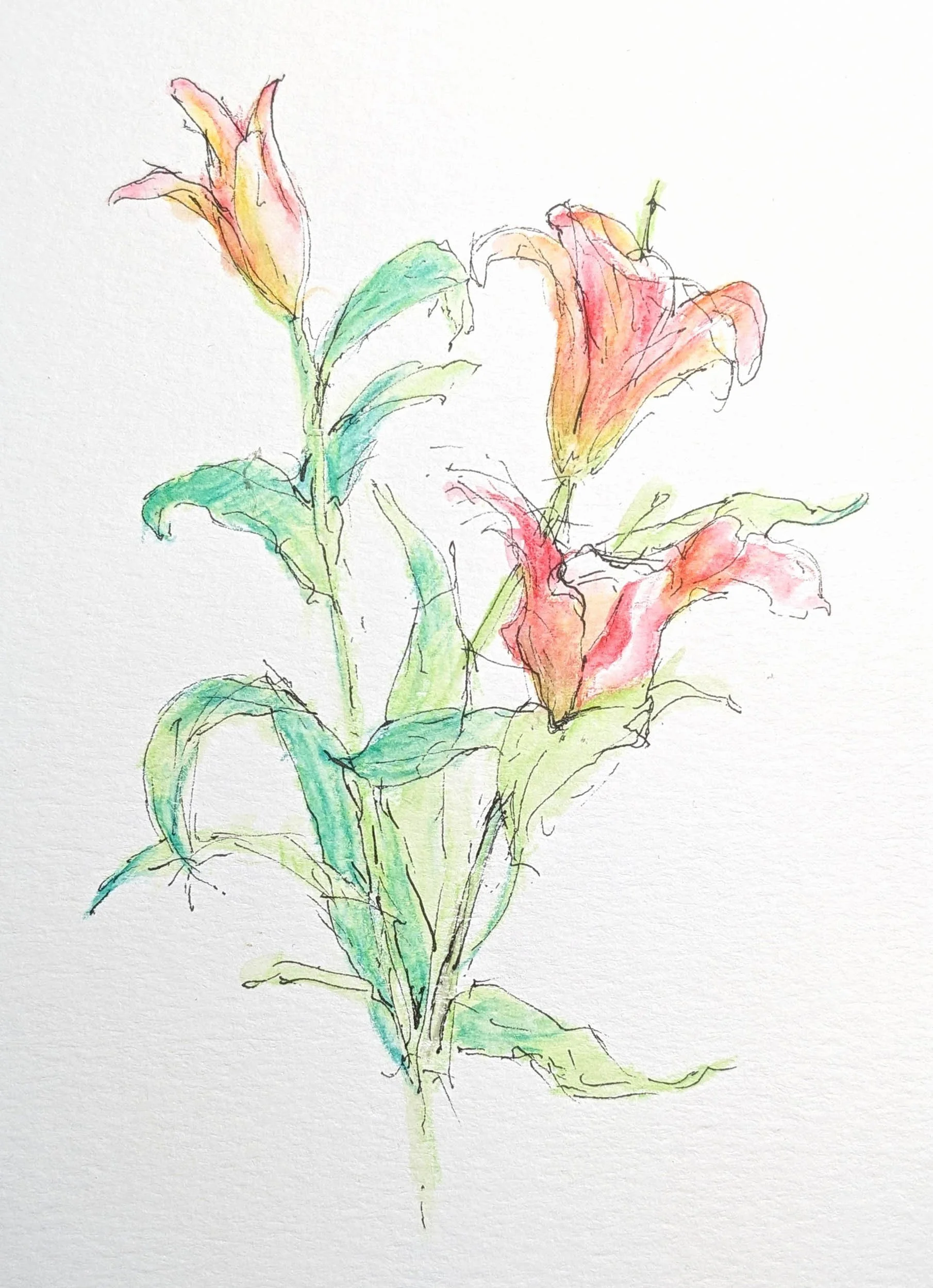 Lilies  5" x 7"  Ink and watercolor