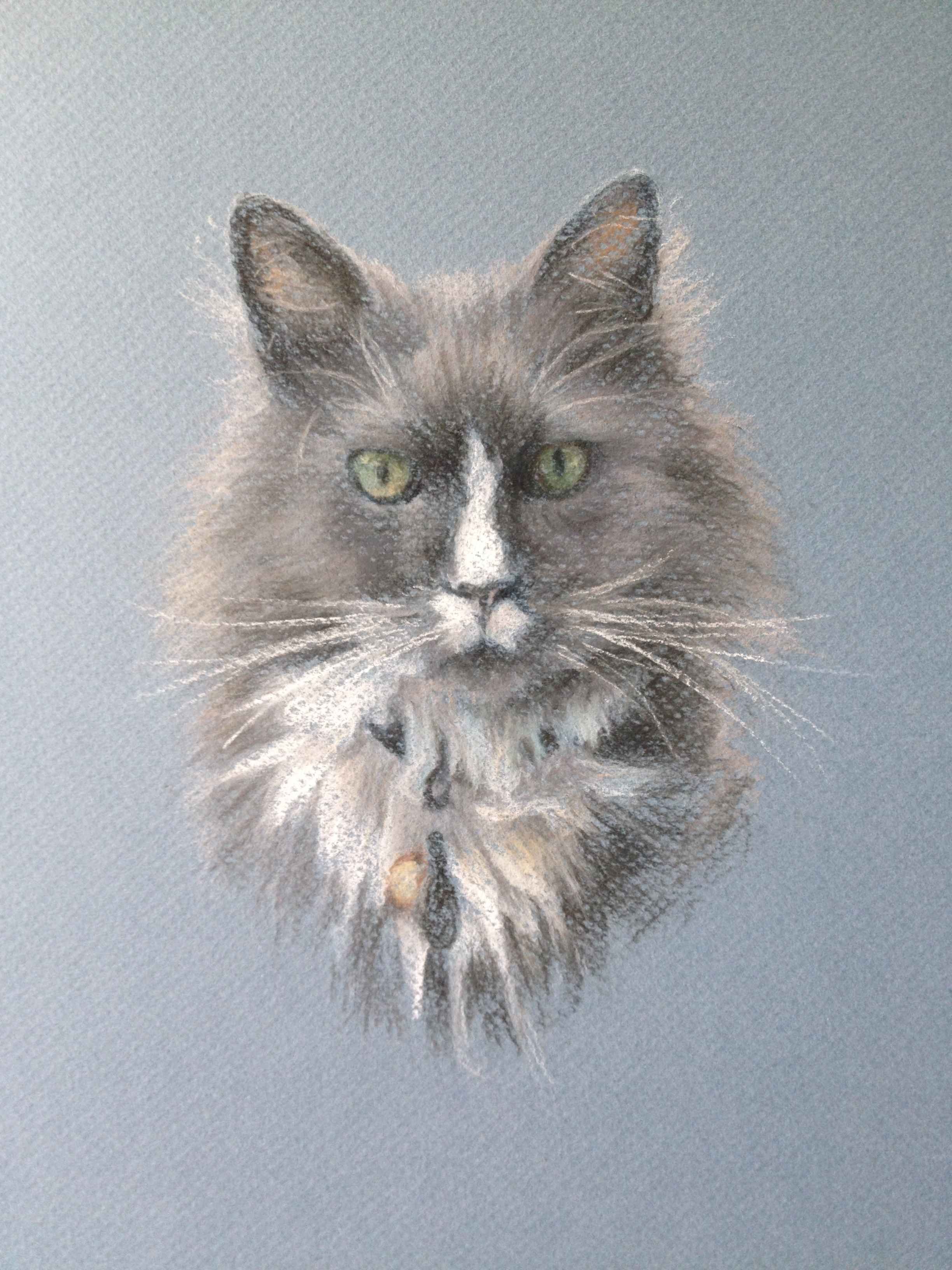 John the Cat (Speedy)  8" x 10"  Pastel 