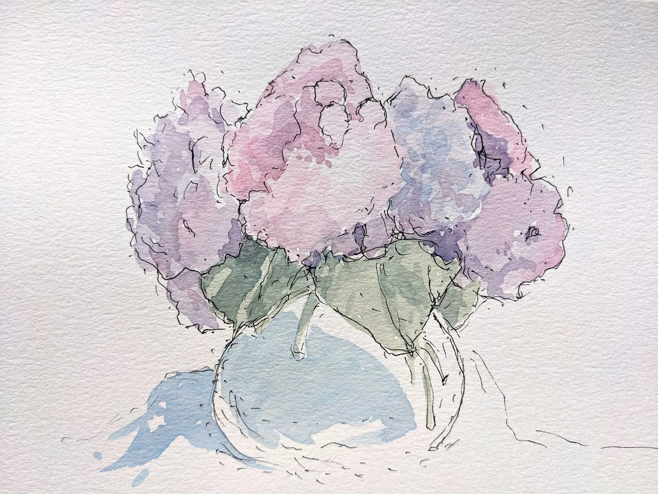 Hydrangeas  10" x 8"  Ink and watercolor