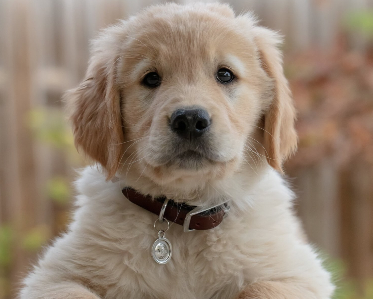 The Perils of Buying Puppies Online: Why Direct Breeder Websites Are the Way to Go