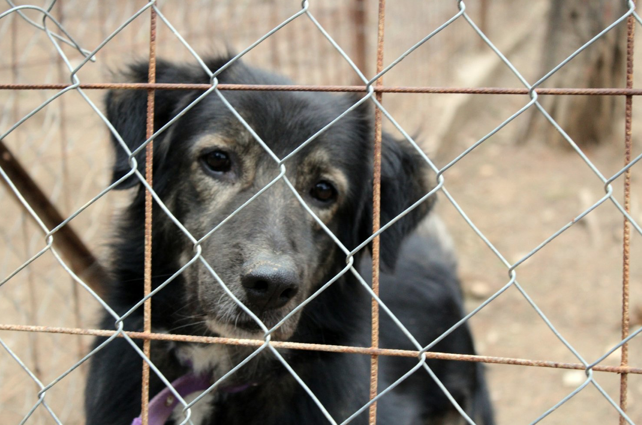 The Power of Prevention: Why We Prioritize Keeping Dogs Out of Shelters
