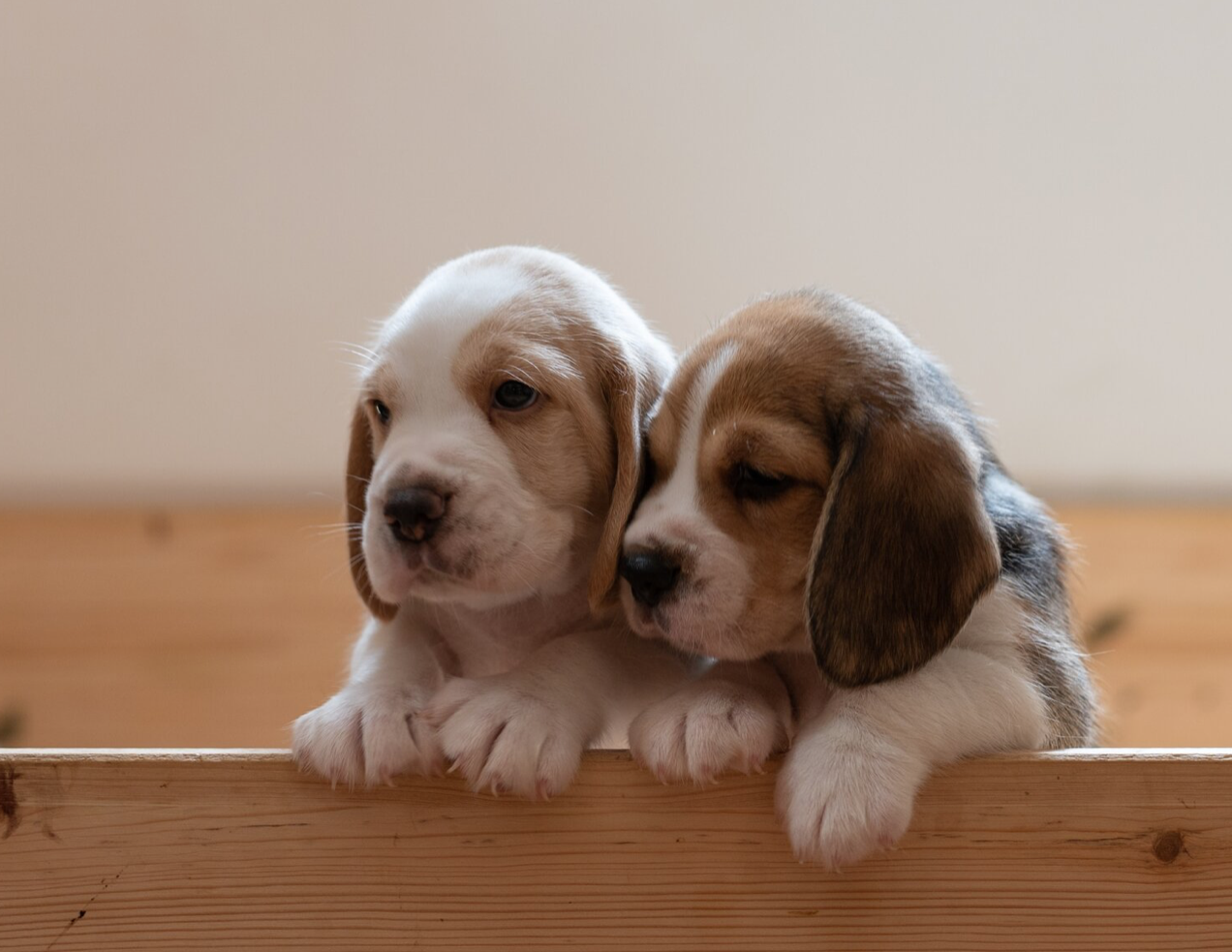 Unleashing the Truth: The State of Commercial Breeder Regulations in the United States