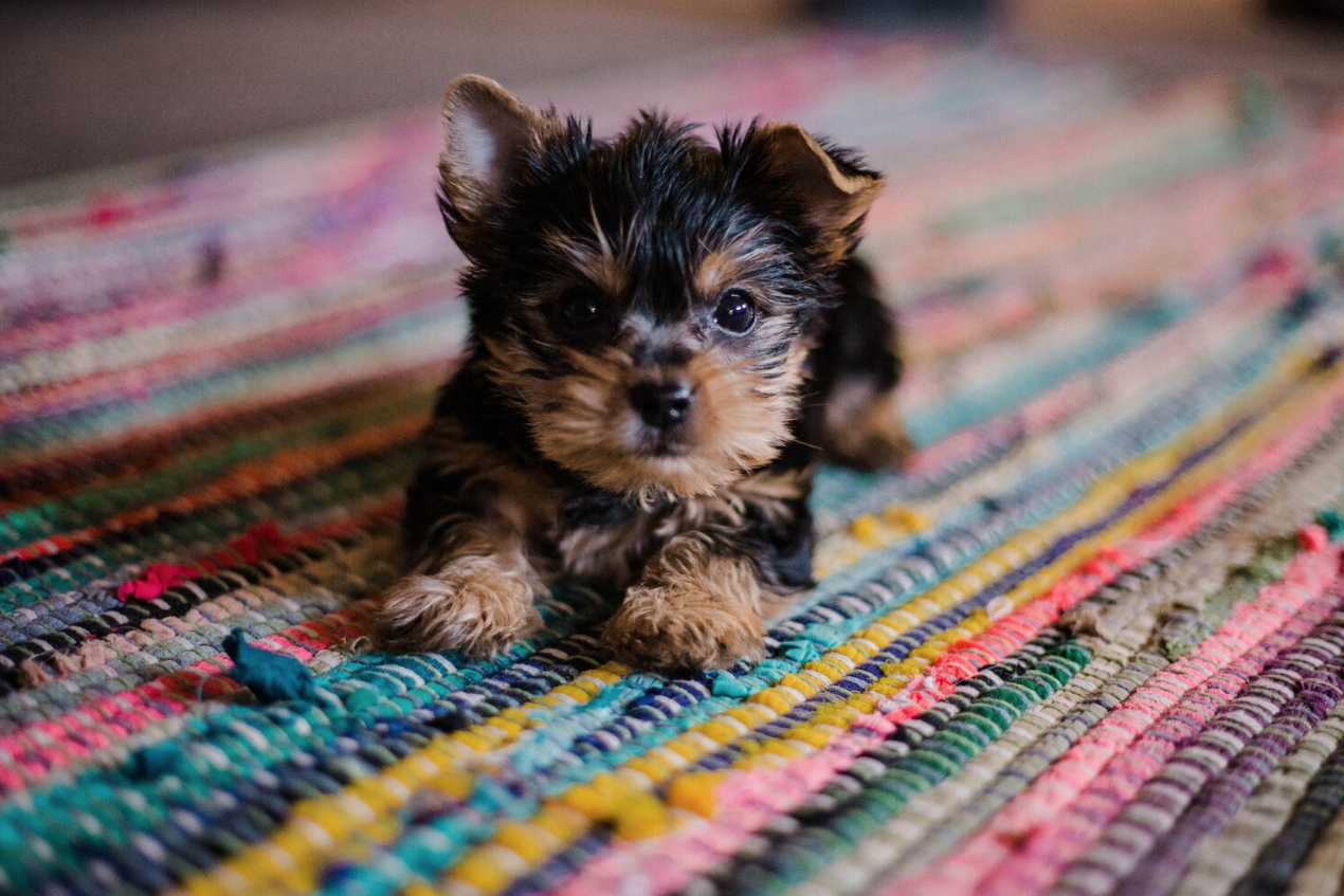What Makes A Conscientious Breeder?