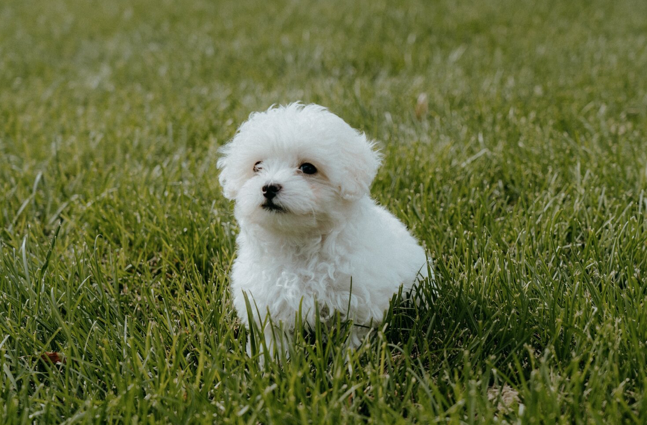 Ethical Breeder, Backyard Breeder and Puppy Mill - Outdated terms cause misrepresentation.