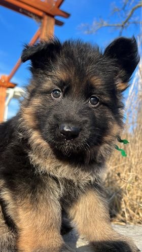 Understanding and Overcoming Puppy Blues: A Guide for new pet parents