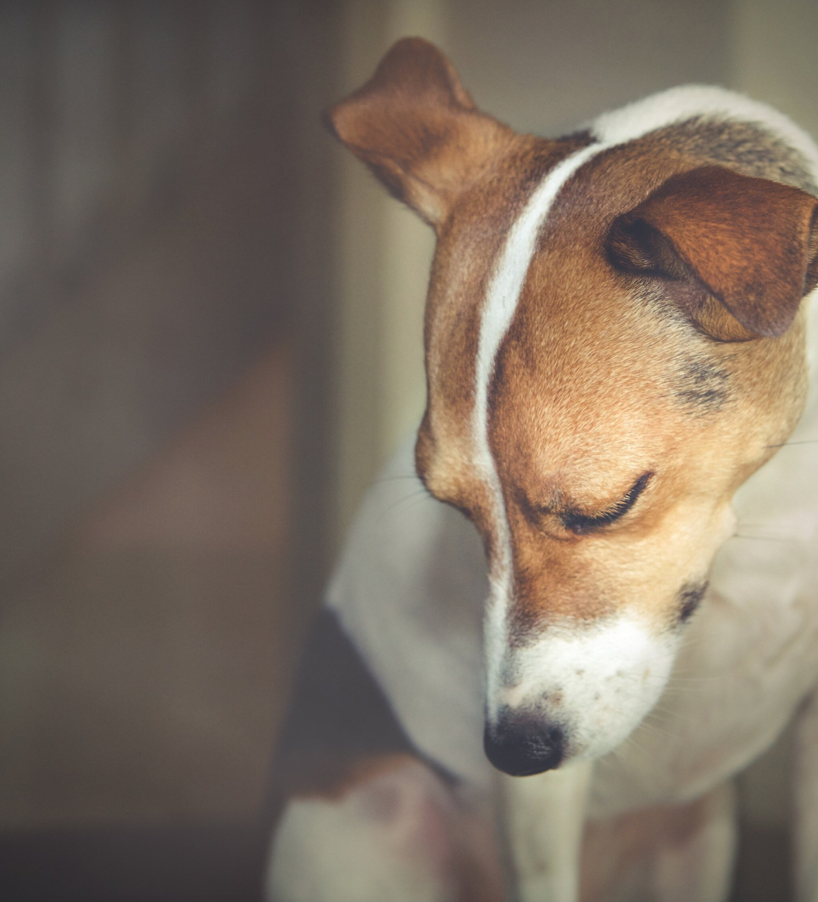 Why is it important that people get consent before gifting a puppy?