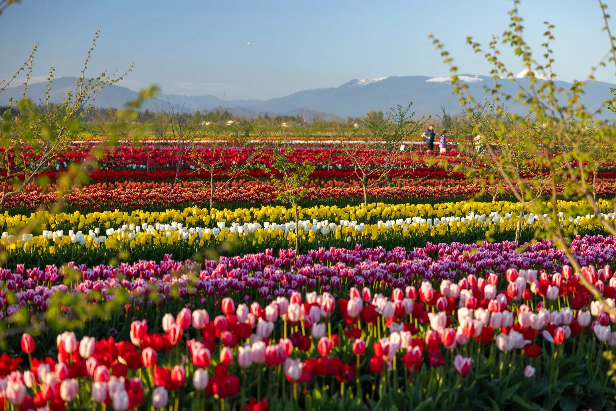 Tulip Valley Farms