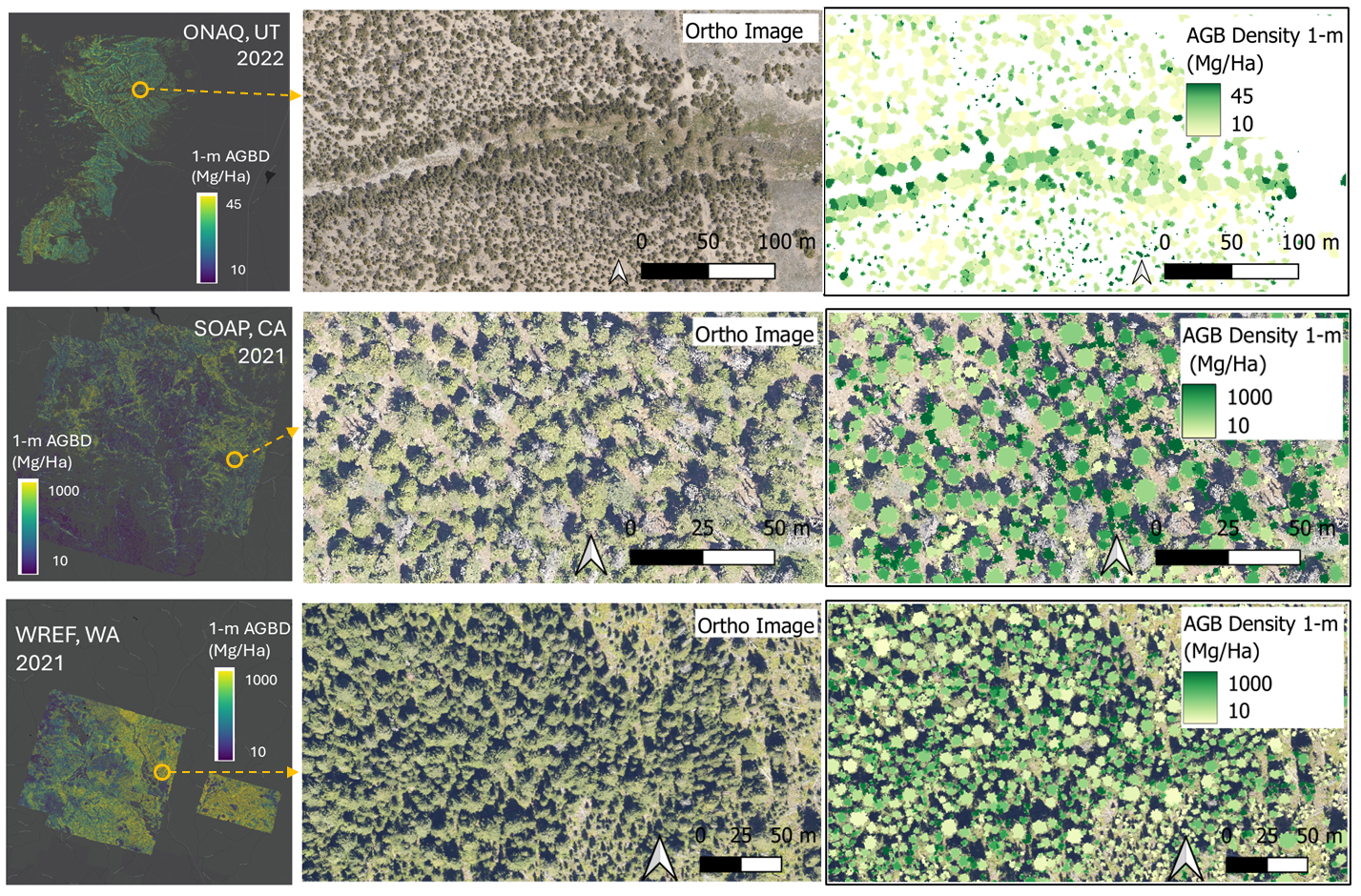 Aboveground Biomass — Dynamic Carbon and Ecosystems Lab