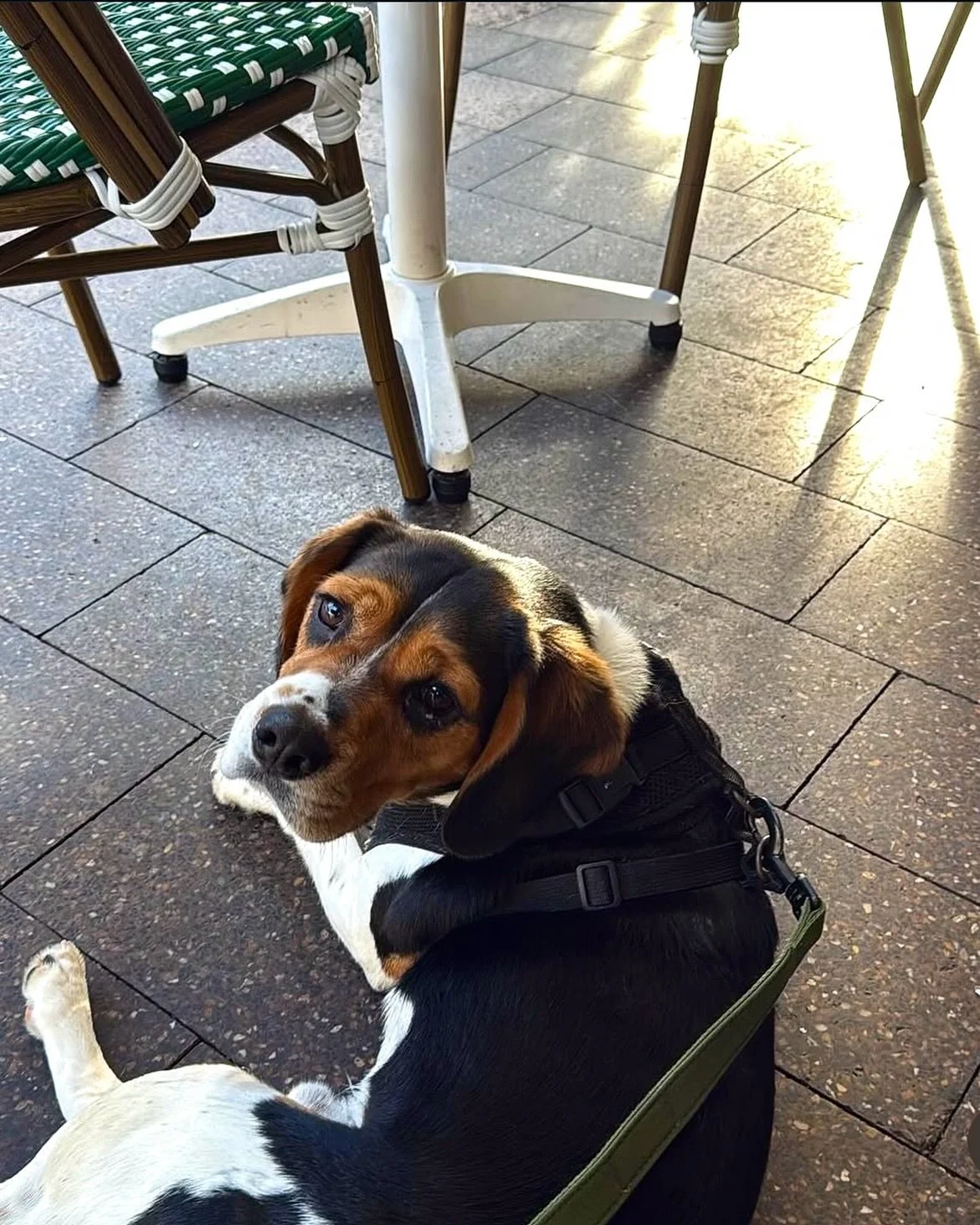 We love seeing your furry brunch dates enjoying our outdoor seating!🐾☀️ 
📷 @cling41