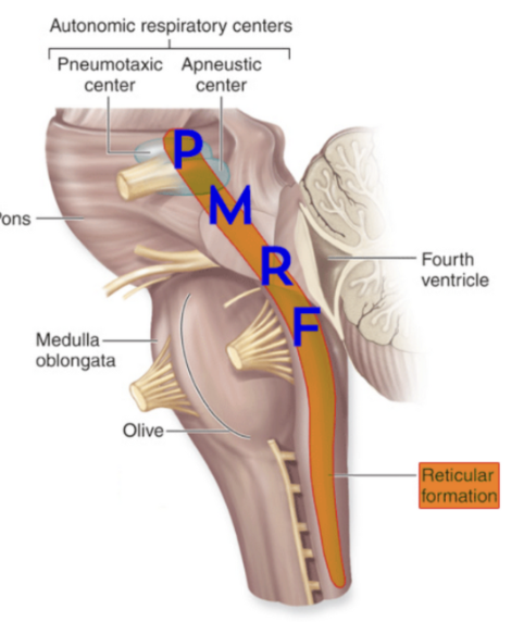 Pmrf Vector Image Decoding Pain Inhibition: Your Brain's Secret Superpower — Missy Bunch