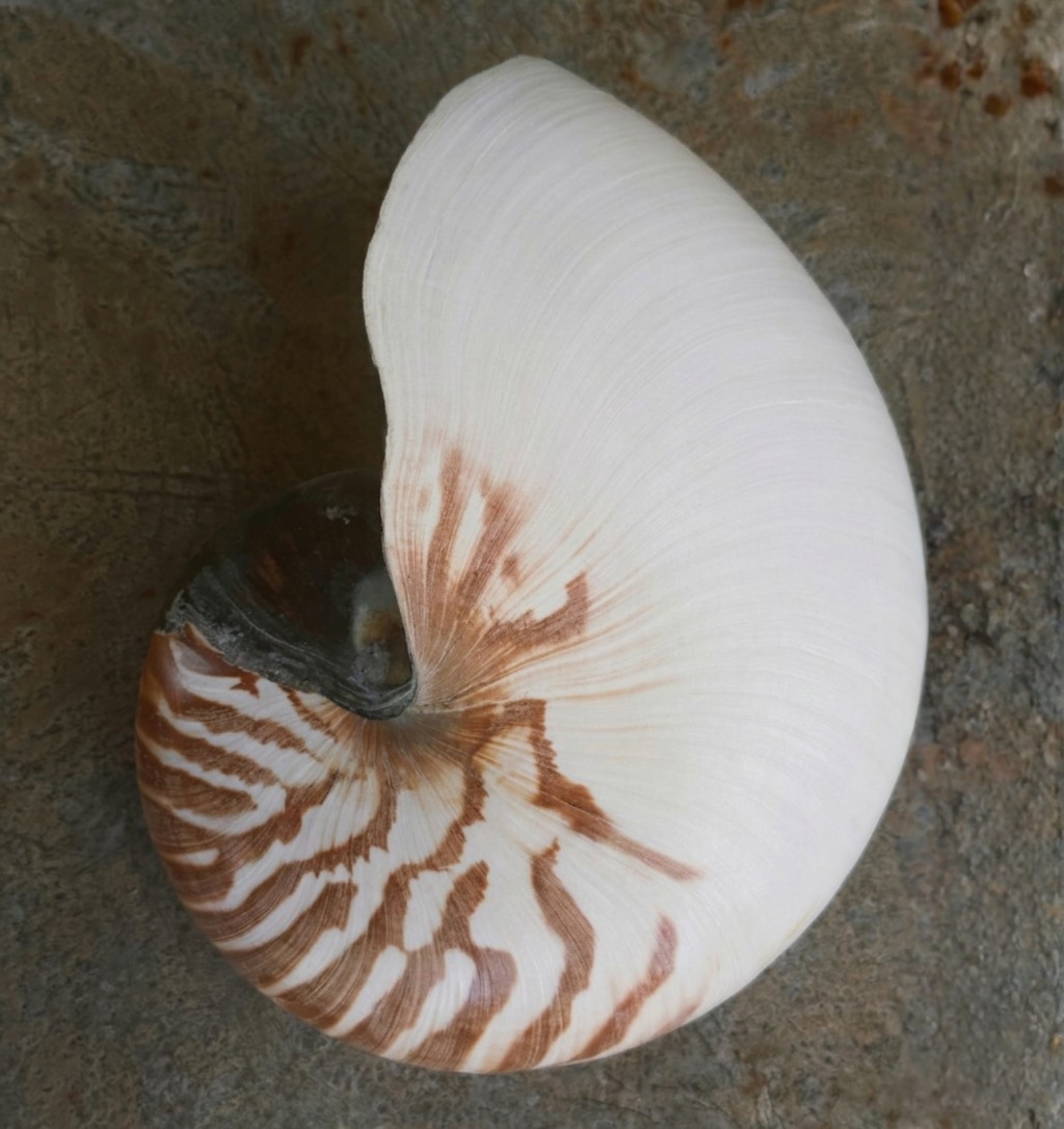 New Moon In Aries, 2026: Start While It Still Hurts