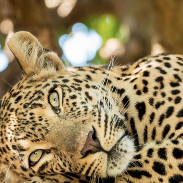 Kenya &amp; Wildlife Safari - Great Ape Trekking/ Uganda (Copy)