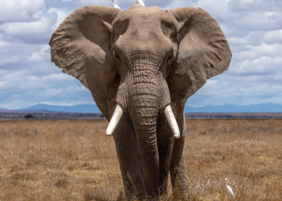 Tanzania - Culture and Wildlife Safari